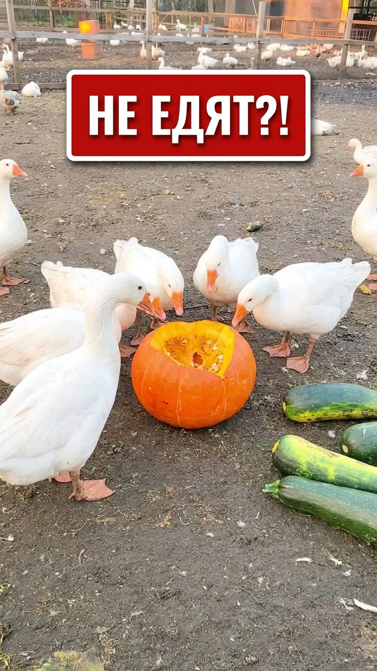 ЧТО ВЫРОСЛО, ТО ВЫРОСЛО! 😱 А гуси такое НЕ ЕДЯТ 🎃