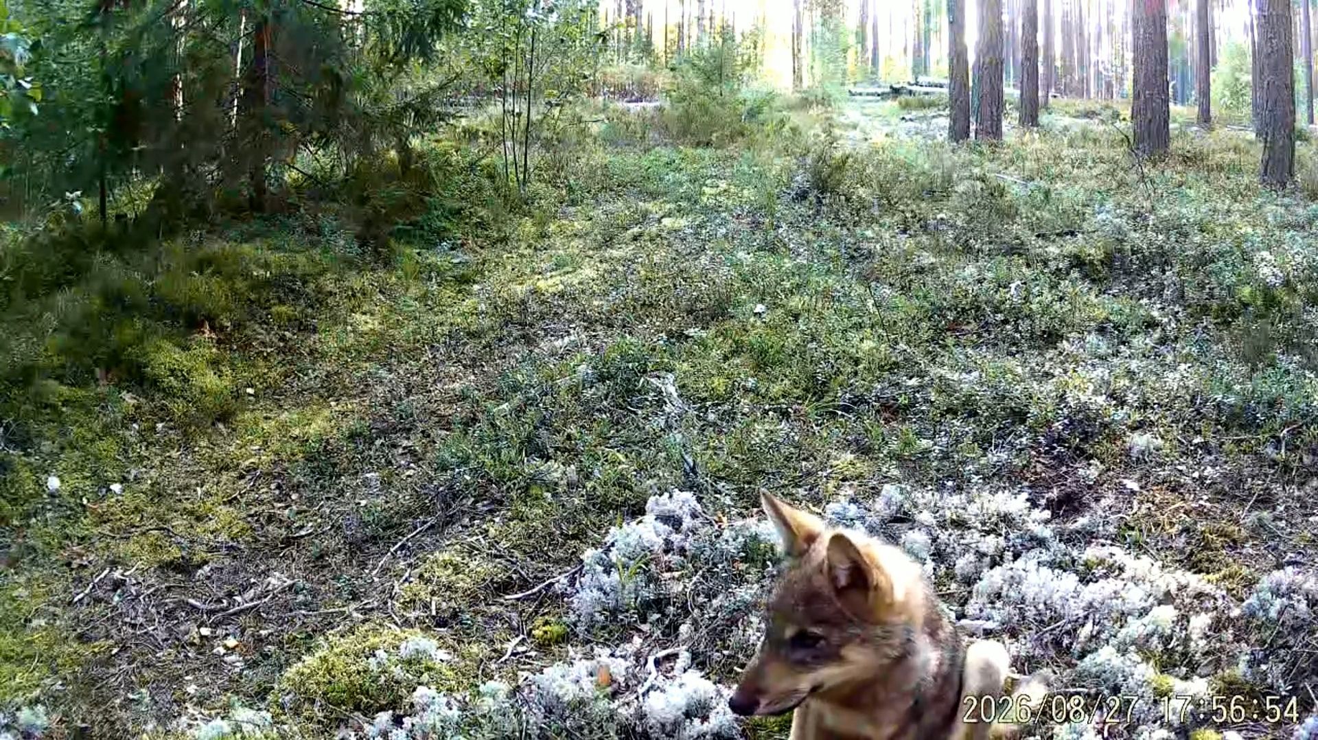 Видео с фотоловушек заповедника ″Кивач″