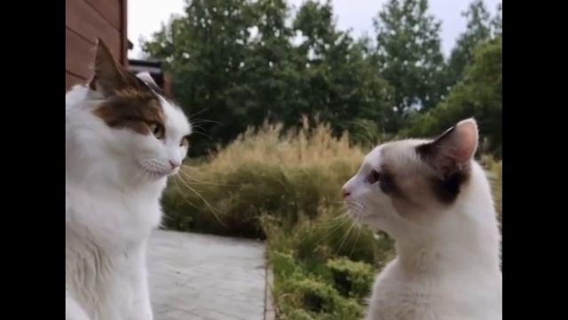 Котики играют людей