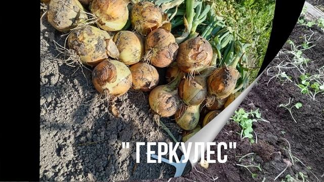 ЛУК И ЧЕСНОК.
