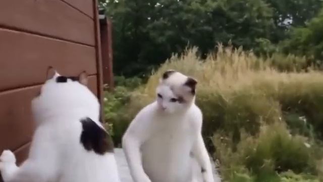 Коты у твоего окна