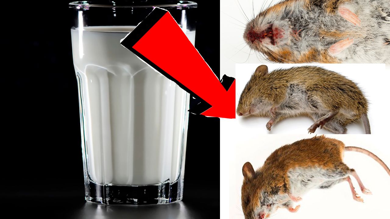 Как быстро избавиться от мышей и крыс За 0003 Секунды!