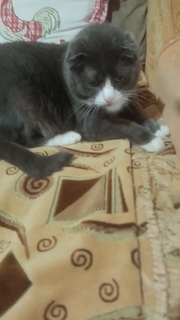 Кот Тима ласковый и красивый!