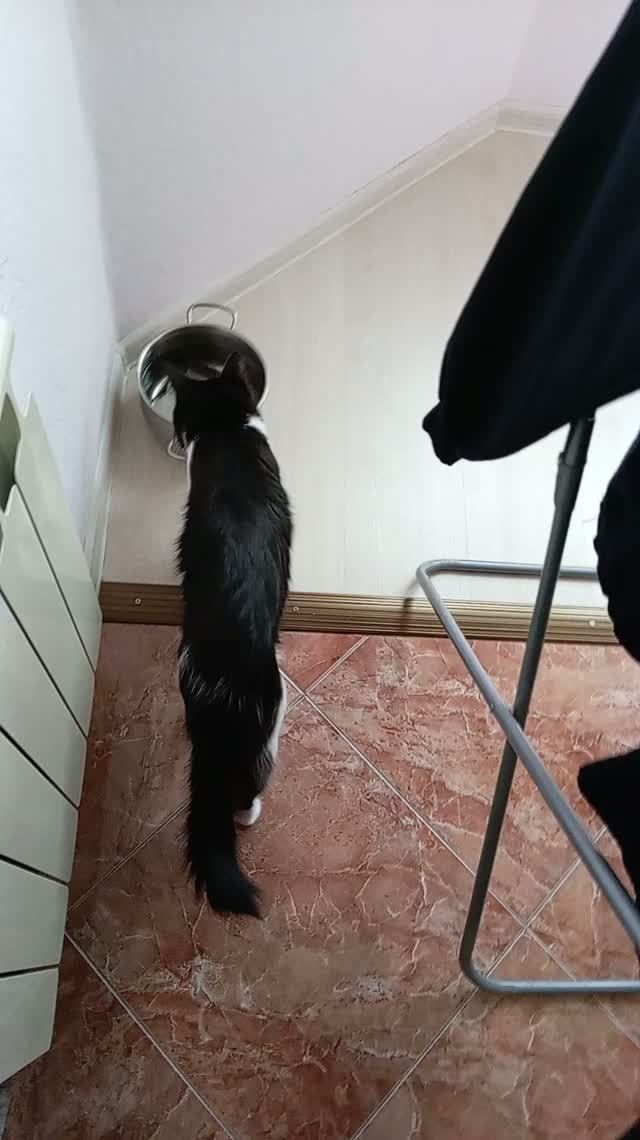 Кошки домашние игривые