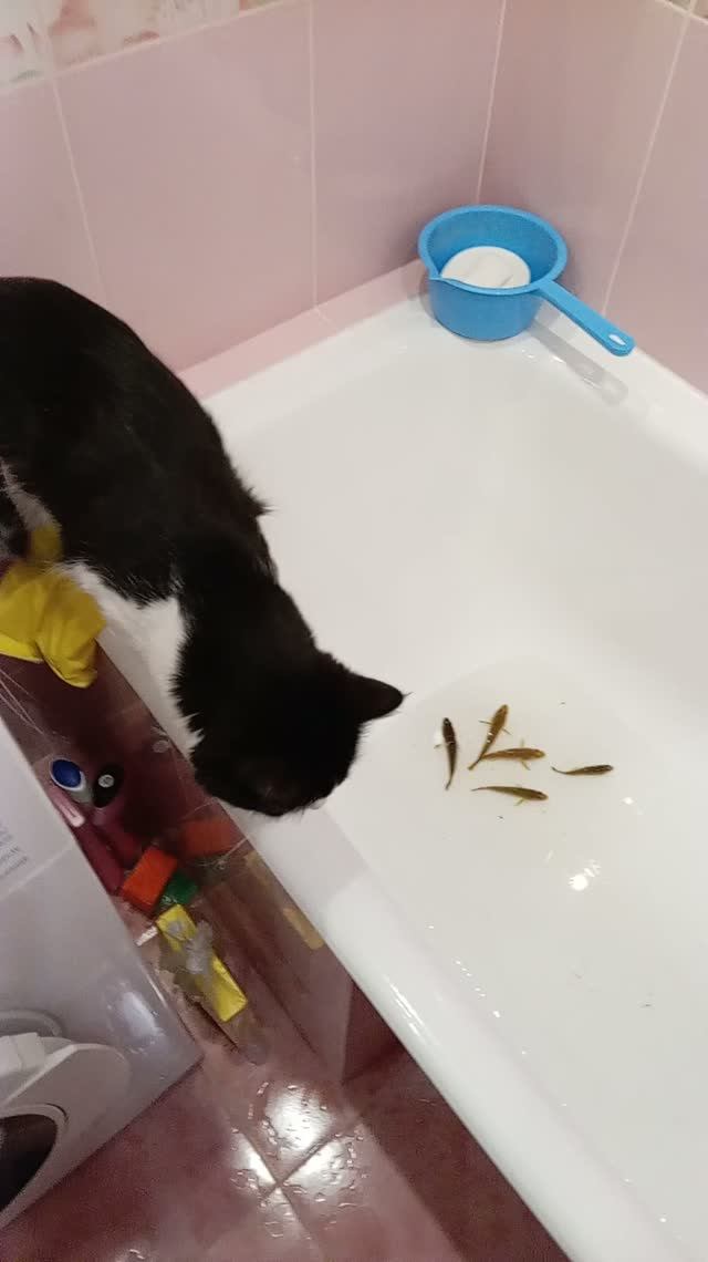 Кошки домашние