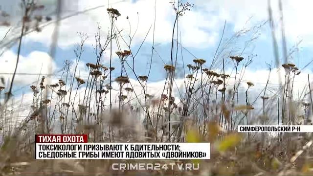 С лукошком — по грибы: в каких районах Крыма собирают самый богатый урожай?