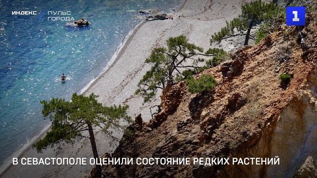 В Севастополе оценили состояние редких растений