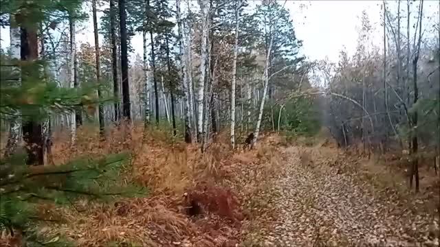 Вылазка по хабар.