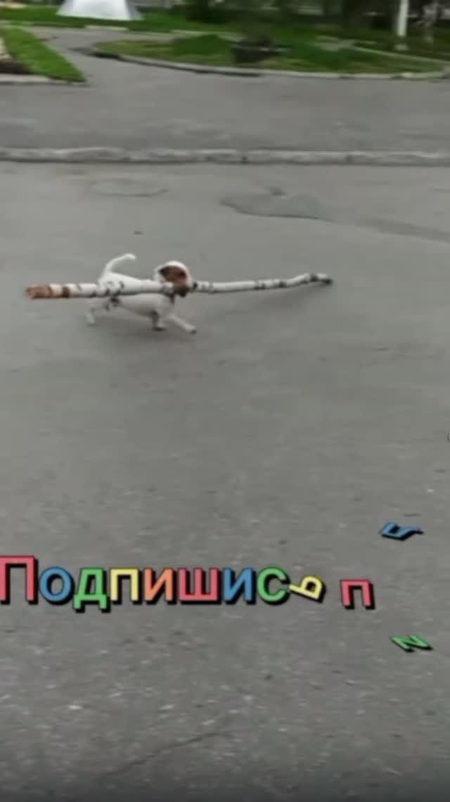 юмор