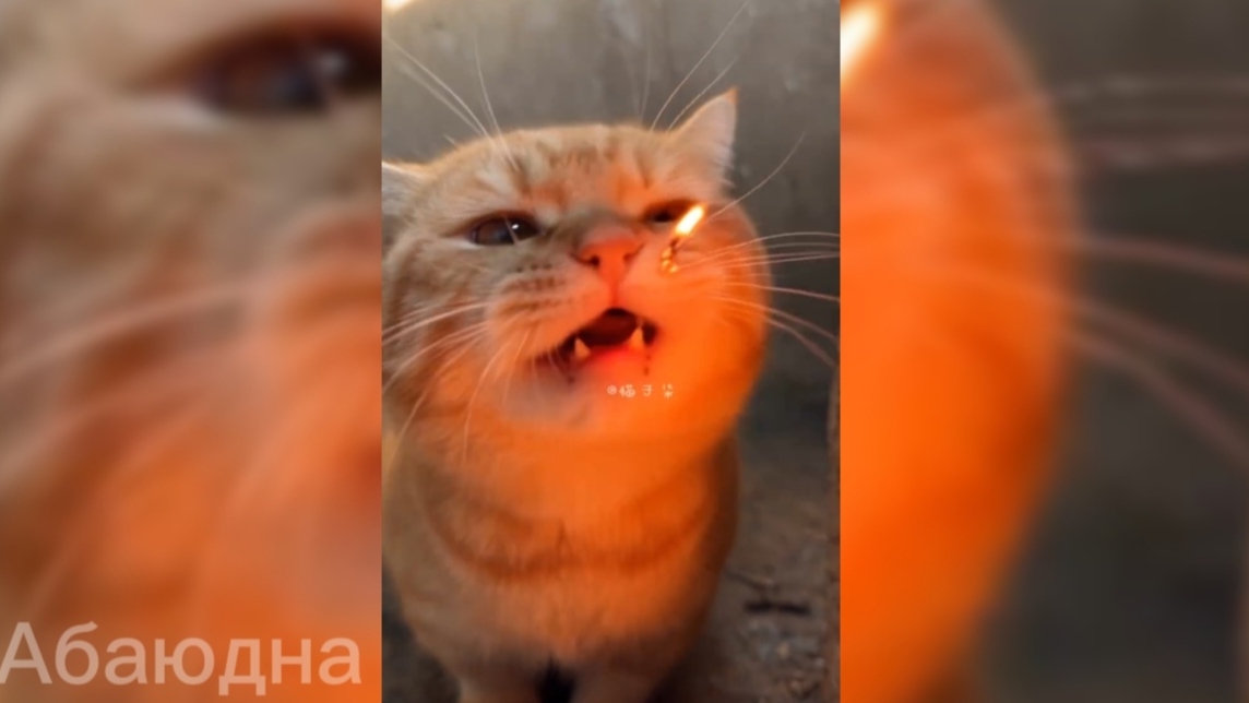 Сегодня готовлю зеленое желе из бамбука🤣🤣😅