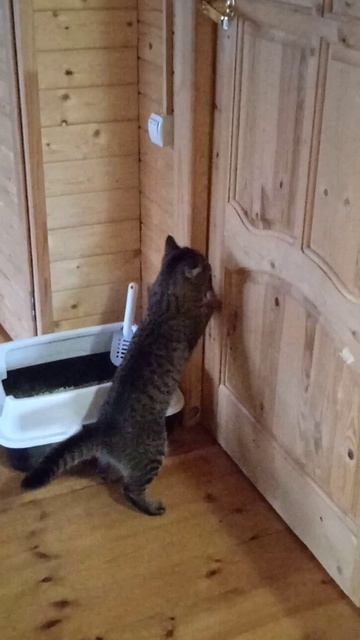 коты