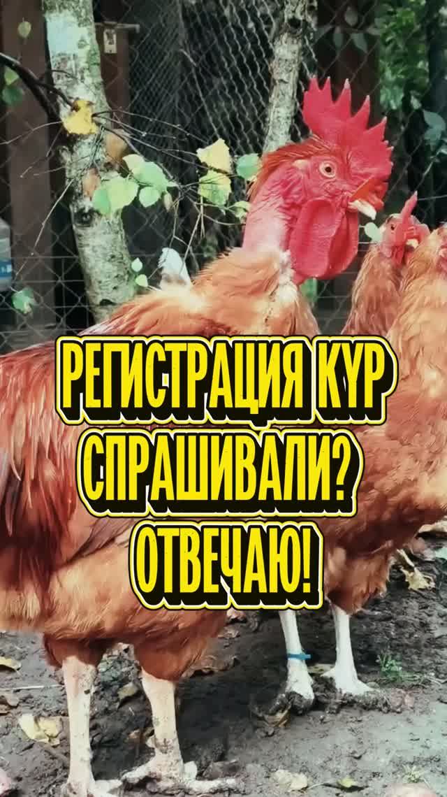 РЕГИСТРАЦИЯ КУР. СПРАШИВАЛИ? ОТВЕЧАЮ! 🤣🐔    