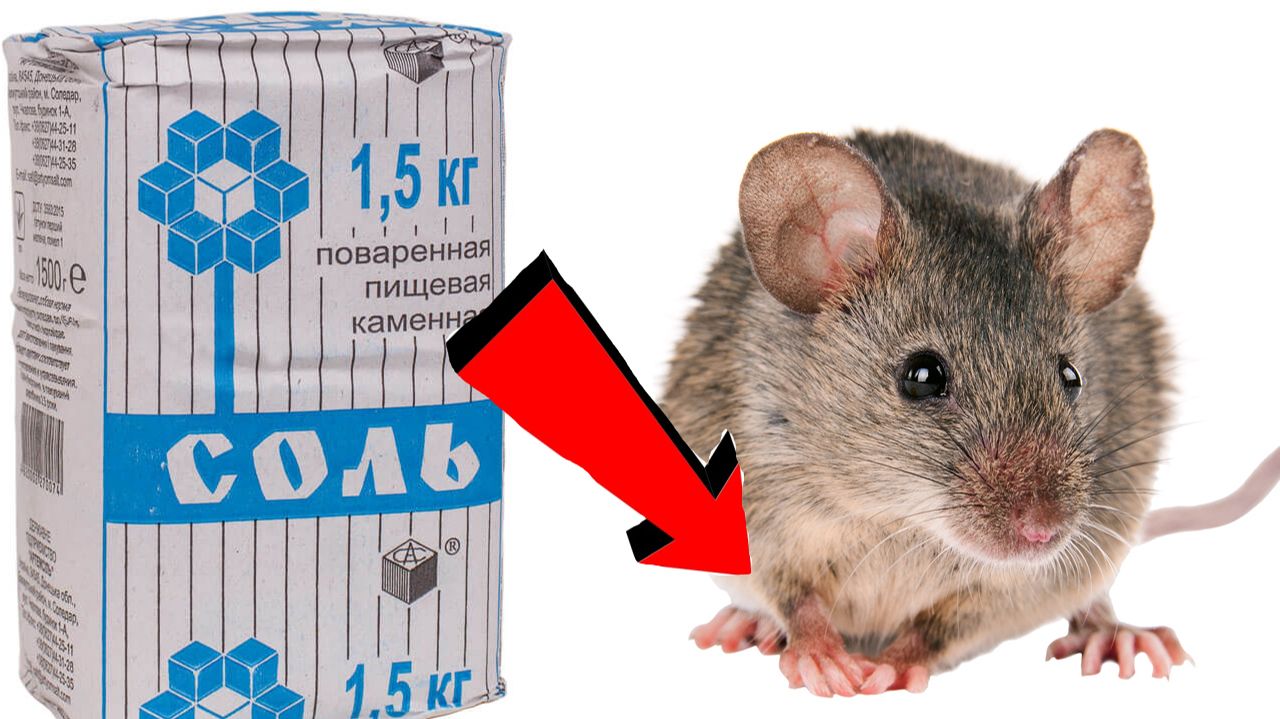 Как быстро избавиться от мышей и крыс За 00003 Секунды!!!!!