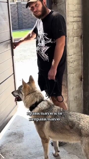 Способная собака и риск ошибок хозяина
