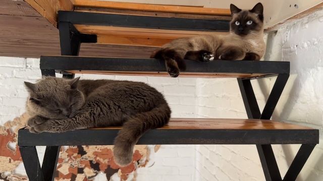 Коты 🐱