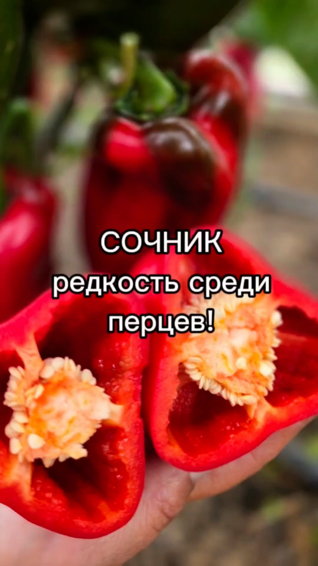 Таких перцев МАЛО! Перец для выращивания в открытом грунте в средней полосе России.