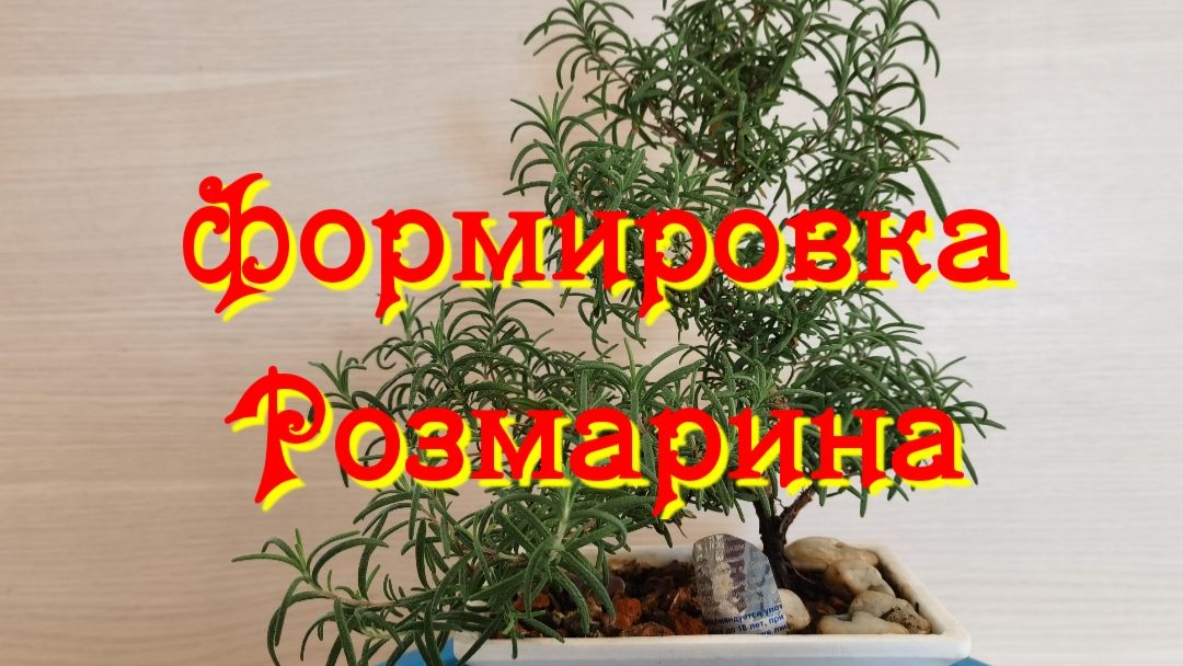Бонсай Шахин.