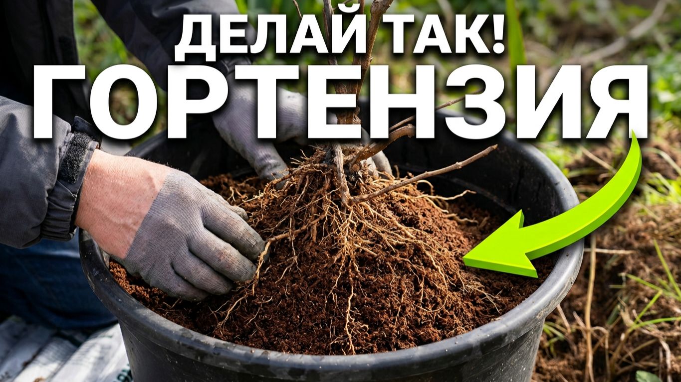 Гортензия не росла 2 года! Пересаживаю куст в новый грунт и спасаю от сорняков