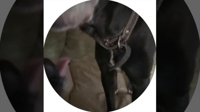 rutube.ru