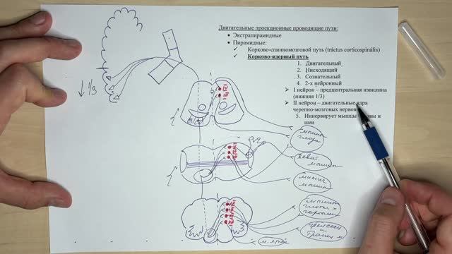 Корково-ядерный путь