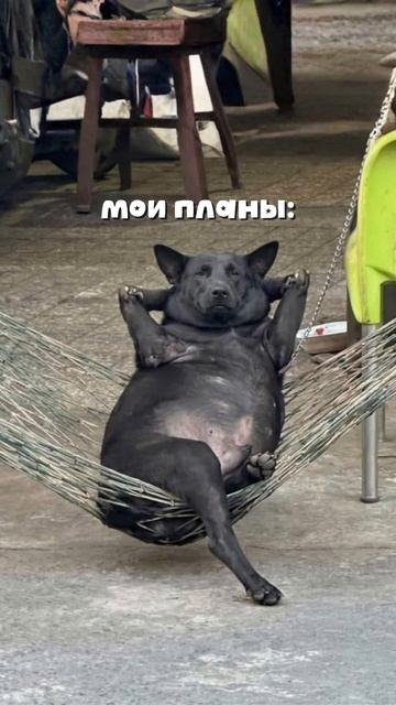 Пятничные телята