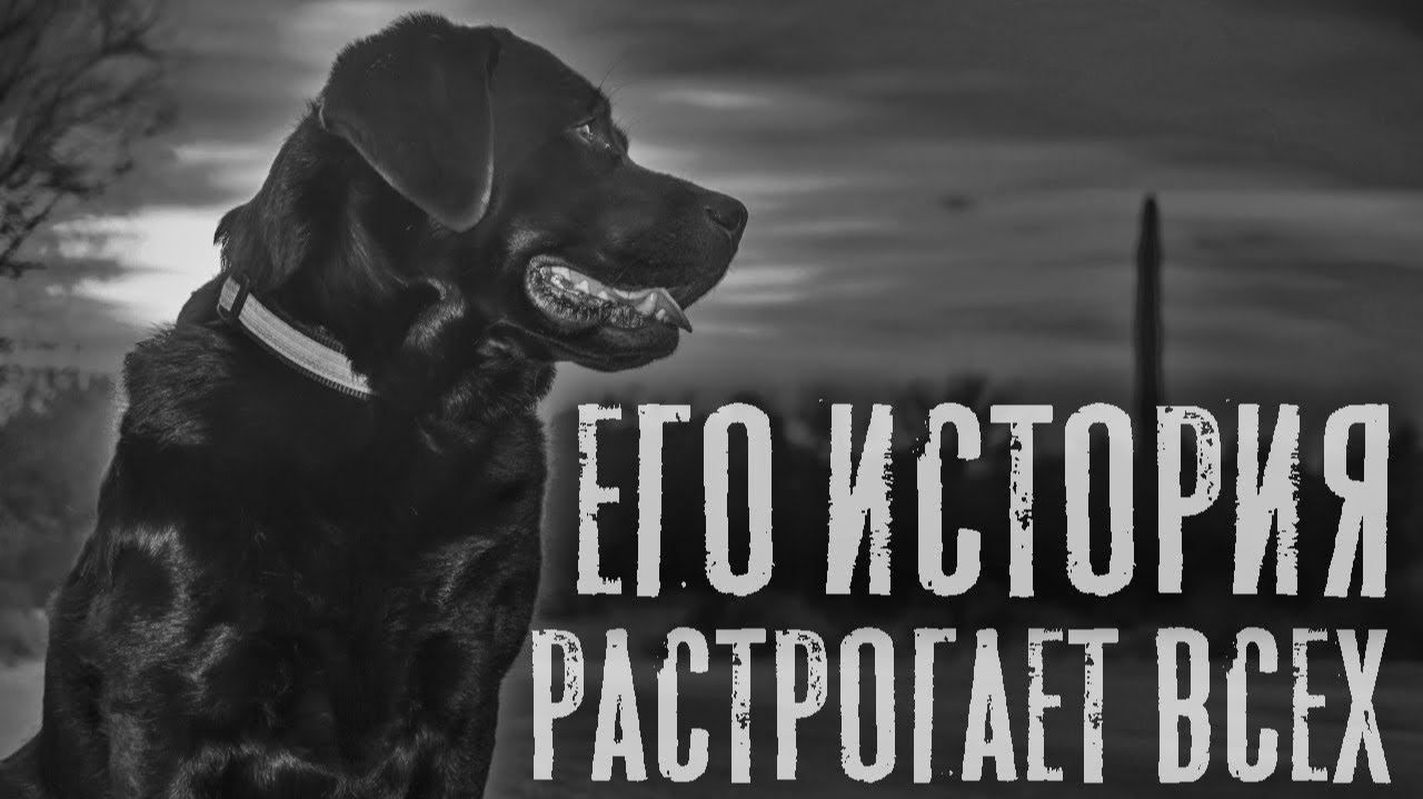 ЗВЕРИНЕЦ. Страшные истории на ночь. Страшный рассказ. Страшилки.mp4