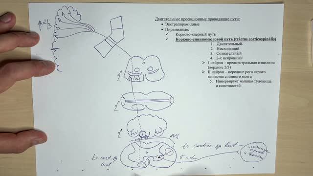 Корково-спинномозговой путь