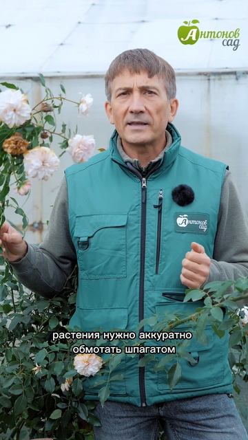 Как укрывать плетистые розы?