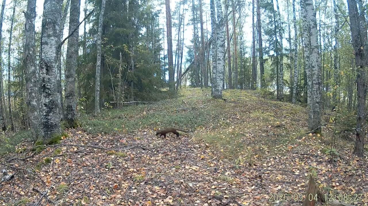 Видео с фотоловушек заповедника ″Кивач″