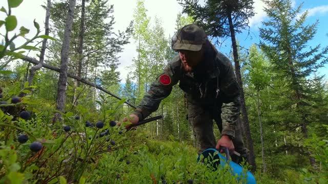 В тайгу за ягодами. Сбор ценной ягоды на продажу. Таежный промысел