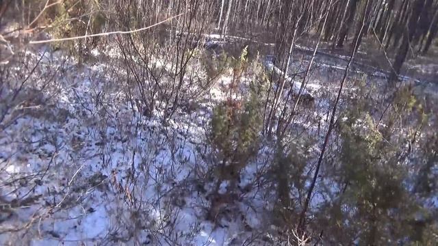 Пробую добыть лося. Много медведей.