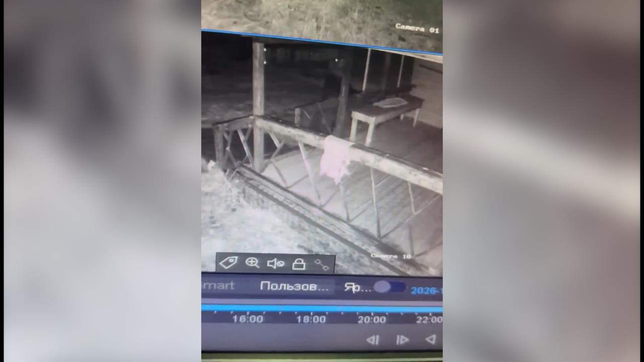 Медведь разгромил гостевой домик на территории станции "Тайга": видео.