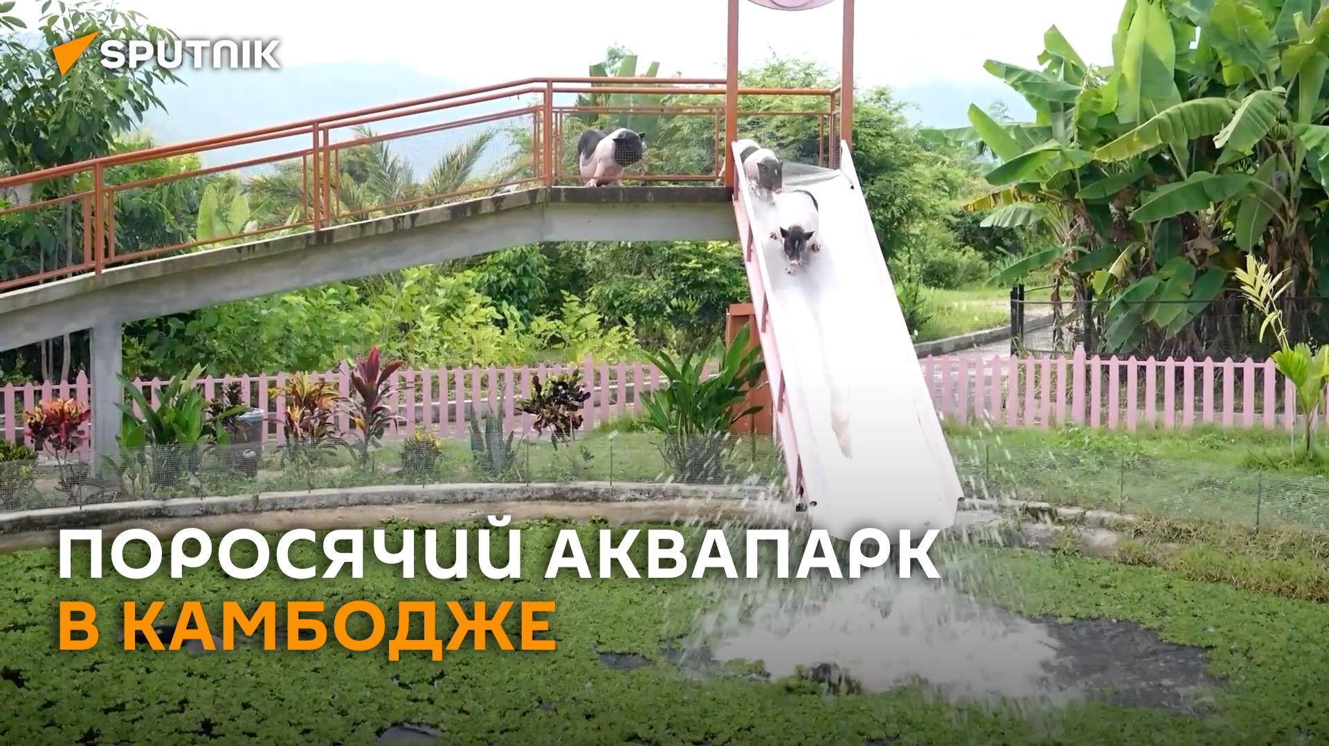 Поросячий восторг: на ферме в Камбодже свиньи катаются с водных горок