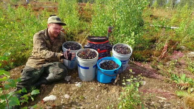 Я оказался на медвежьем пастбище. Сбор дикой ягоды в страшном месте