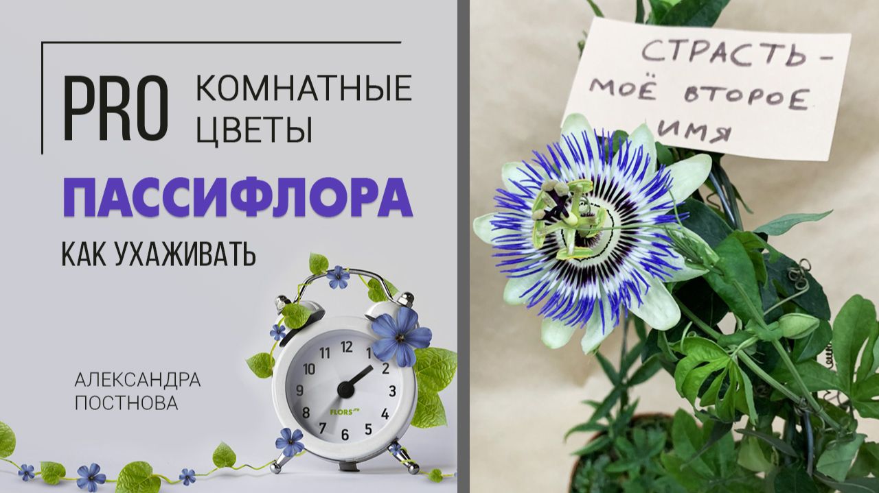 Как подружиться с пассифлорой | Цветок страсти в вашем доме | Страстоцвет
