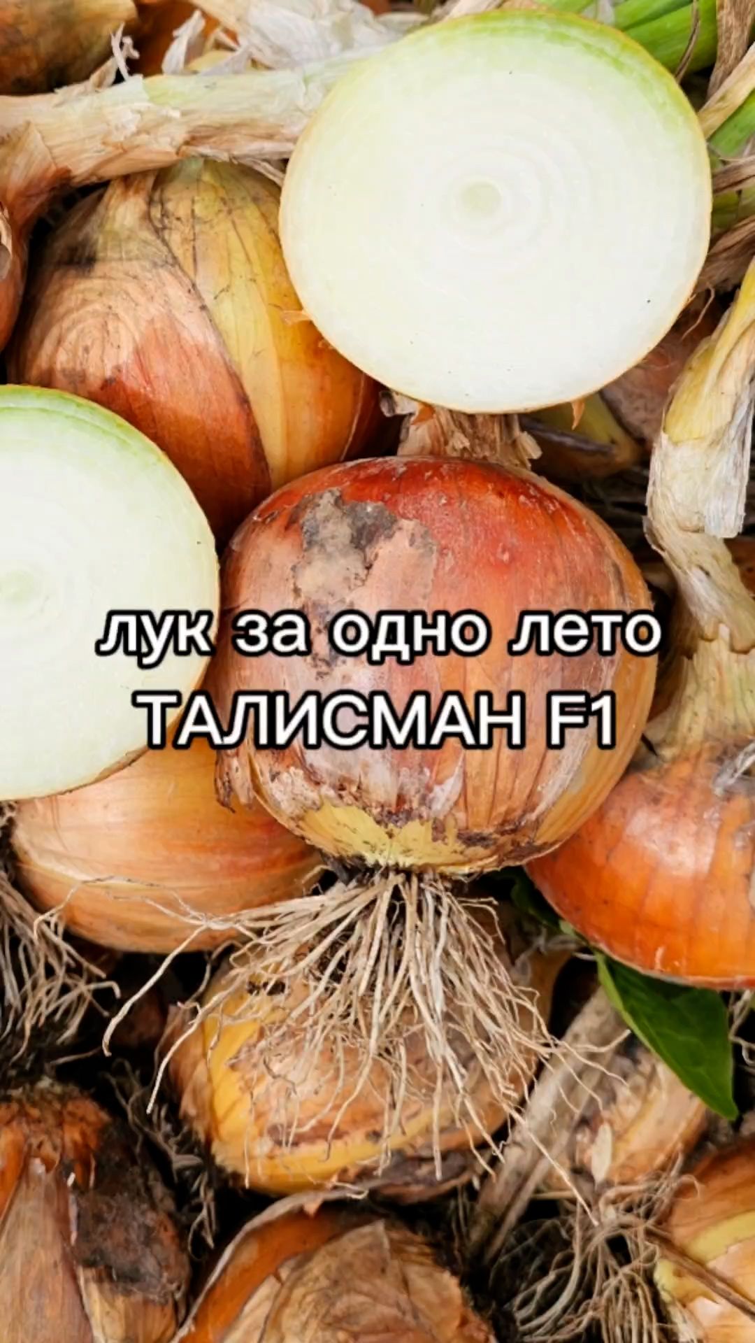 Этот репчатый лук выращиваем из рассады ЗА ОДИН СЕЗОН!