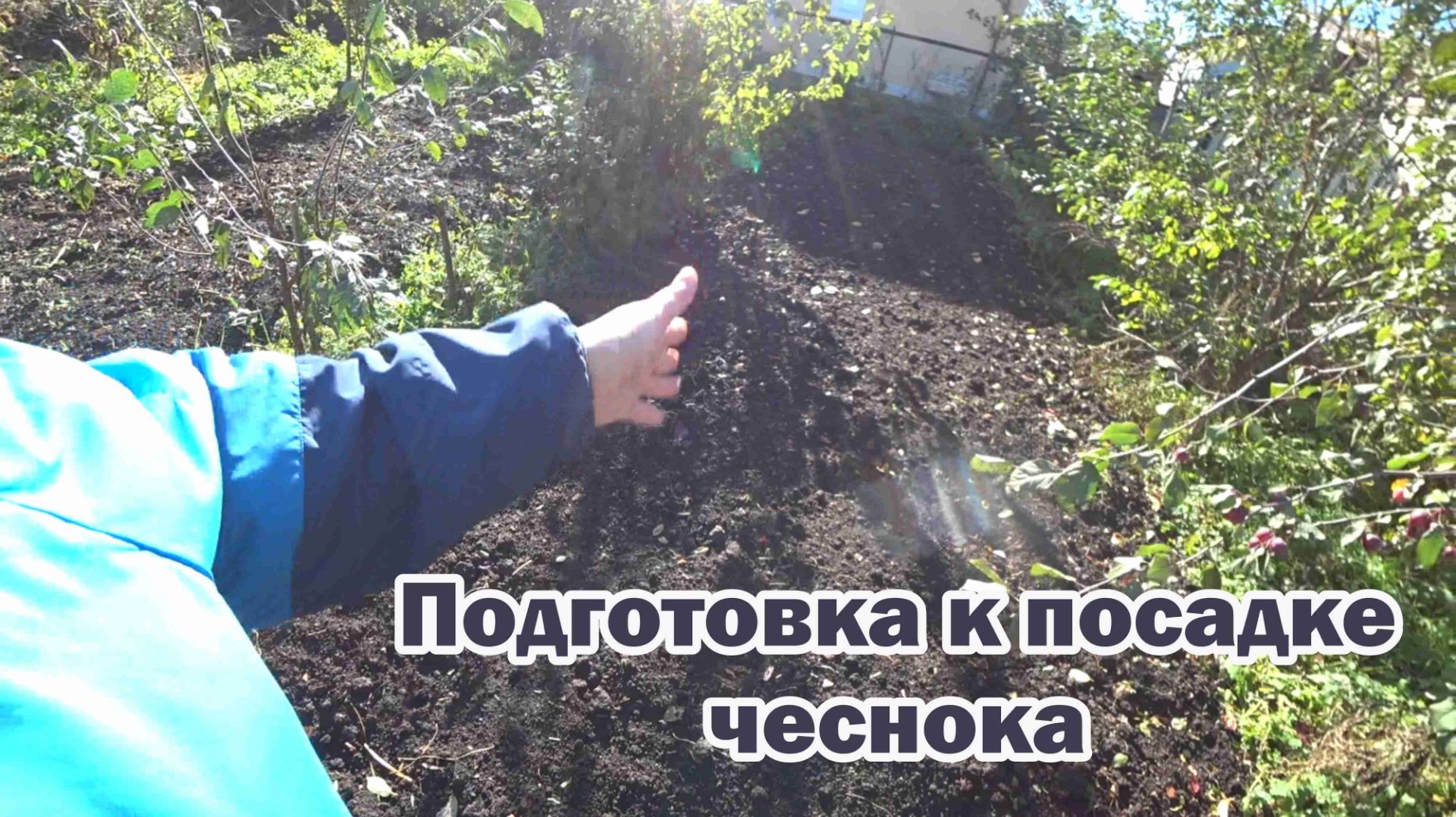 Подготовка к посадке чеснока под зиму