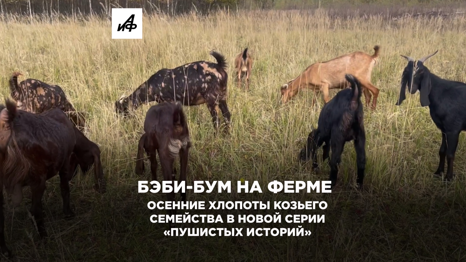 Бэби-бум на ферме: осенние хлопоты козьего семейства в новой серии «Пушистых историй»