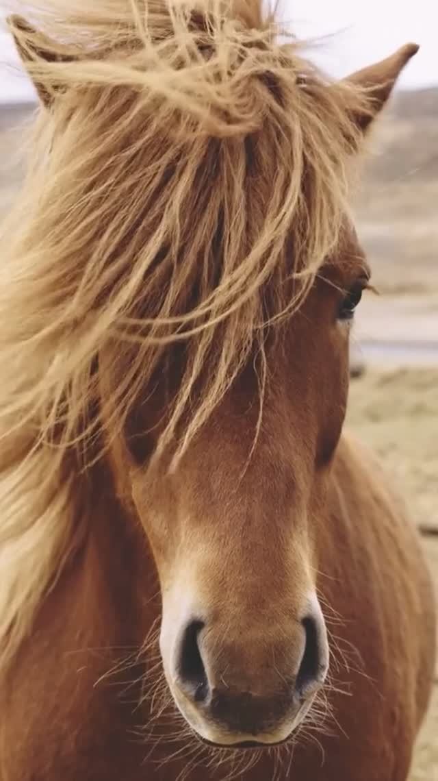 Мустанг 😉 #природа #интересное #животные