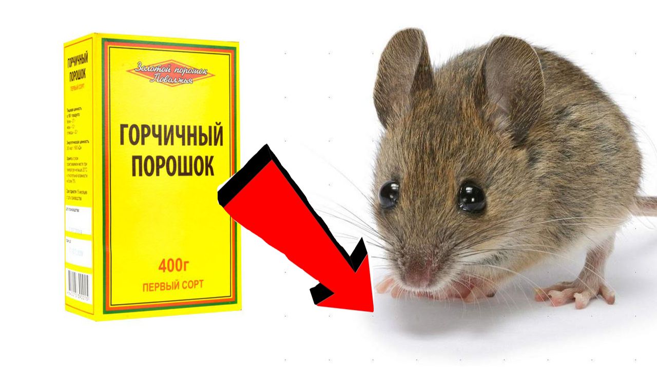 Как быстро избавиться от мышей или крыс За 03 Секунды!!