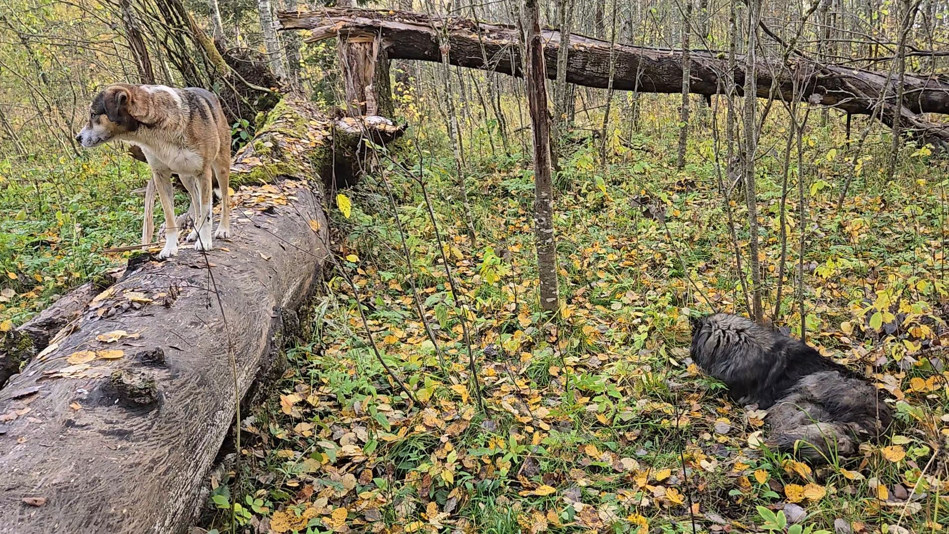 Нестандартный покос, золотая осень и ближний лес