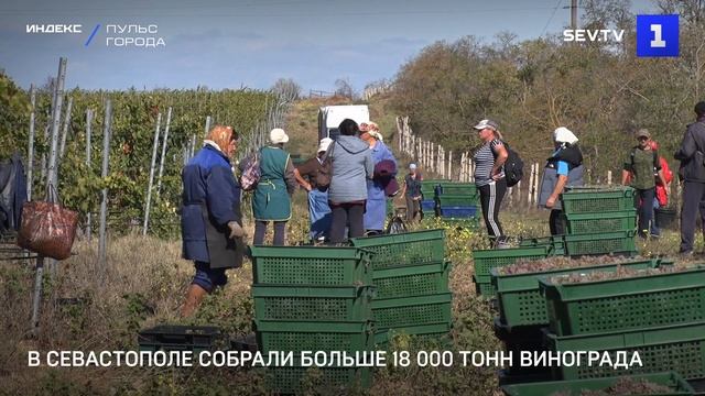 В Севастополе собрали больше 18 000 тонн винограда