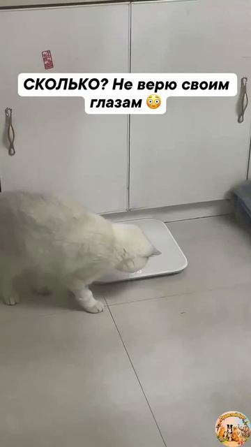 Как так-то?