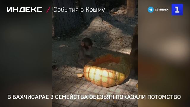 В Бахчисарае 3 семейства обезьян показали потомство