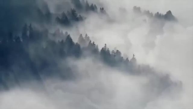Тайга. Истории таёжных охотников.