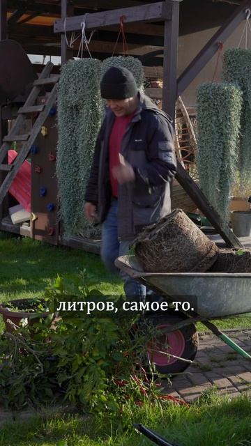 Вскрыл корневую систему перцев