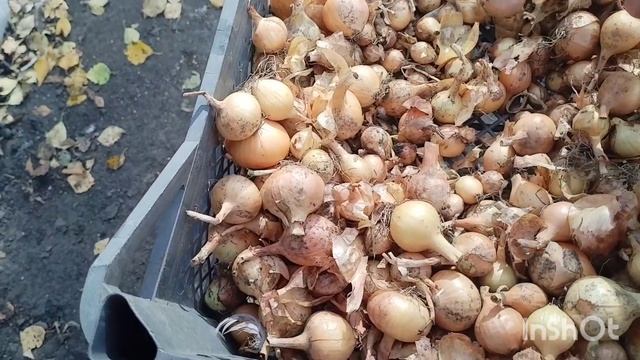 9/10 /2026 /всем здравствуйте /как живут в русской деревне...