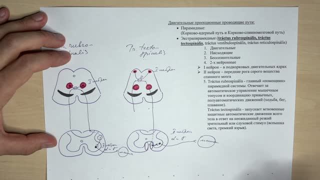 Экстрапирамидные пути
