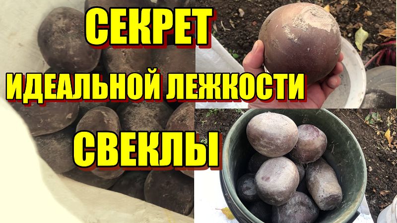 Морковь.