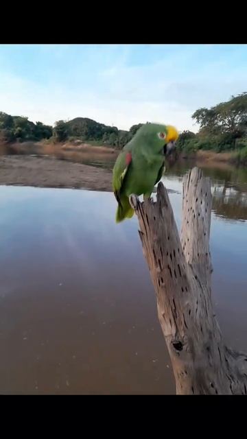 Был бы у меня такой попугай .